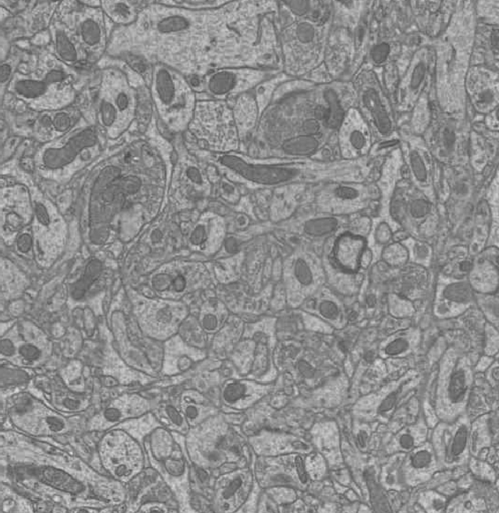 Software Development