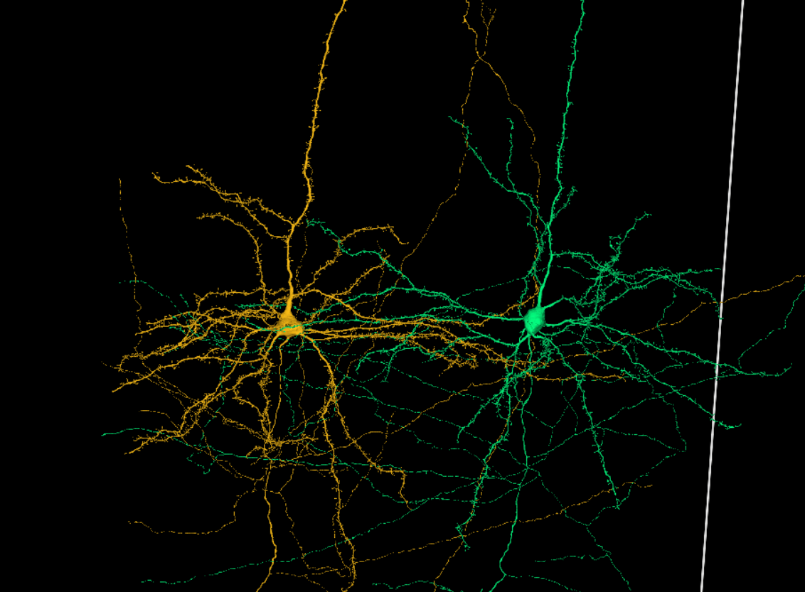 Neural Reconstruction